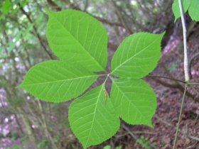 複葉植物の戦略